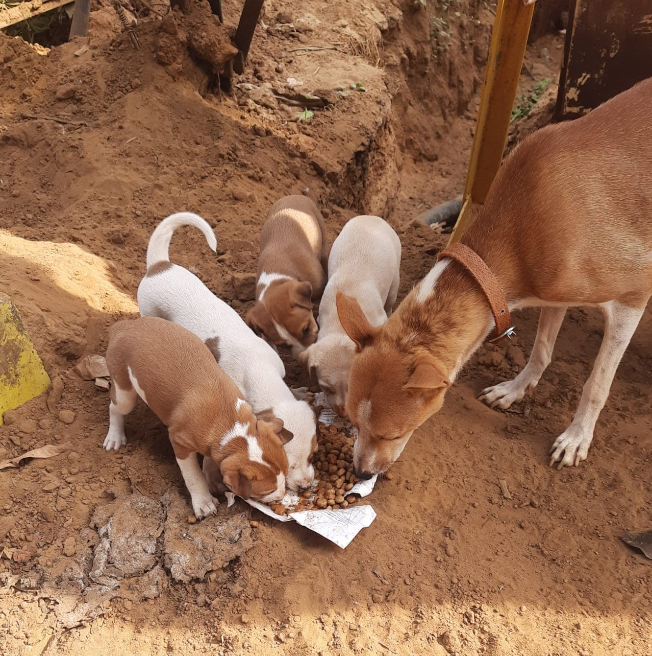 Spay/neuter program
