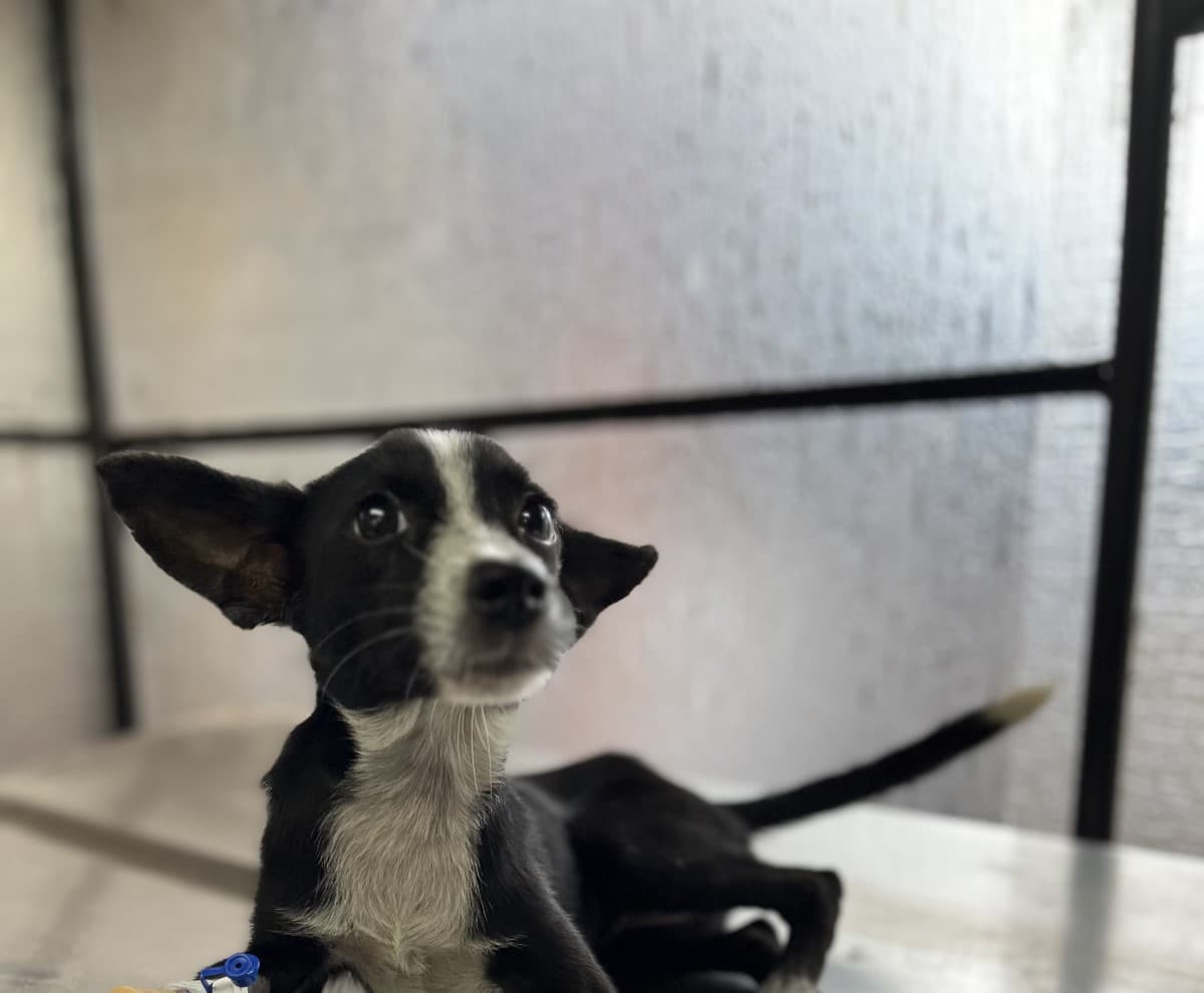 Puppy
